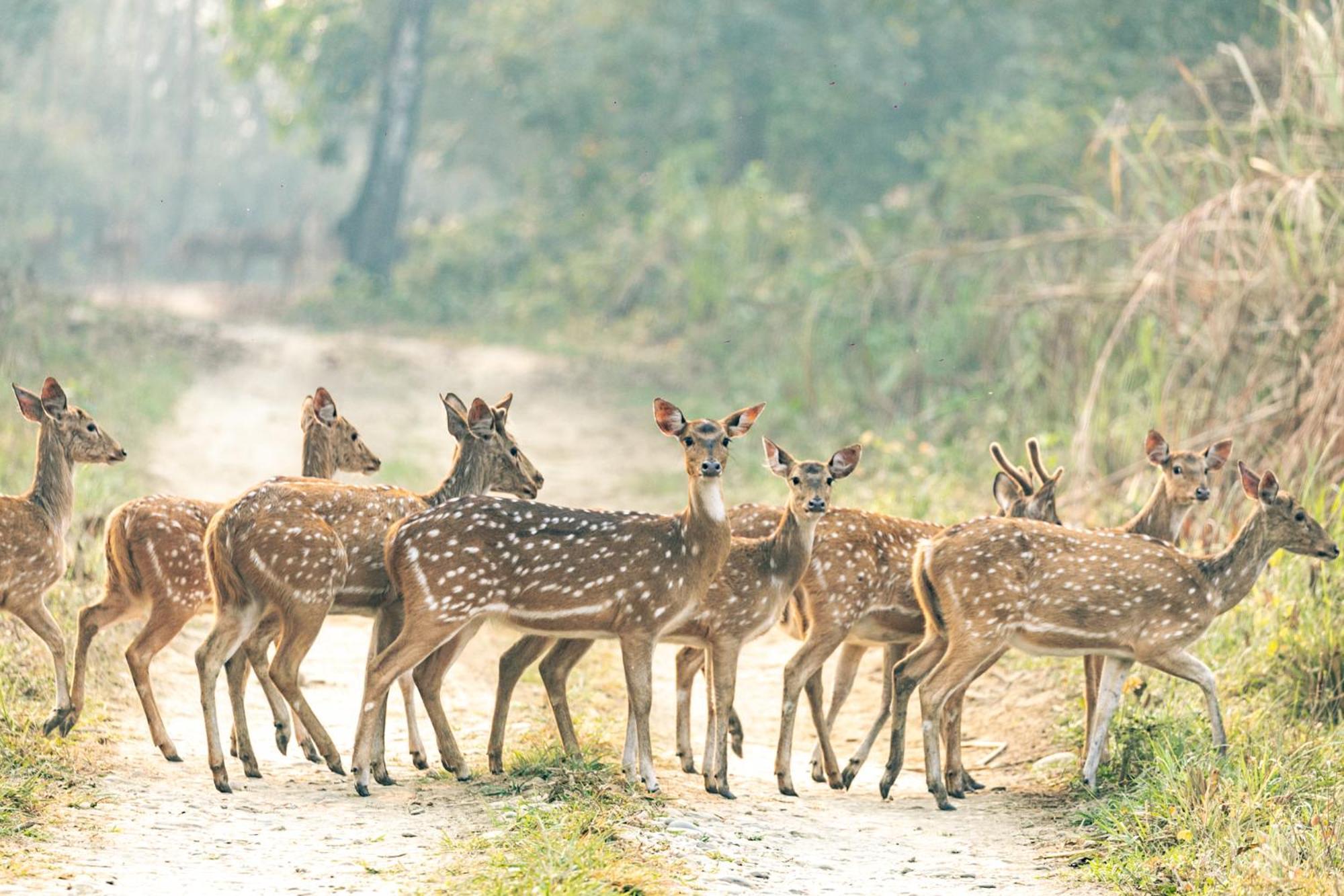 Kasara Chitwan Hotel Patlahara ภายนอก รูปภาพ