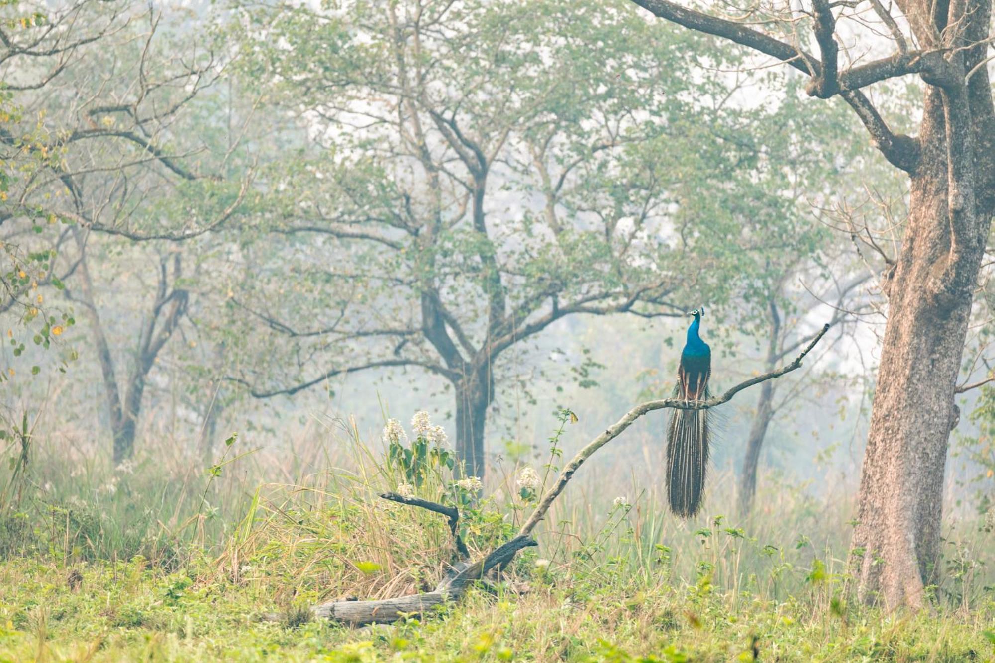 Kasara Chitwan Hotel Patlahara ภายนอก รูปภาพ